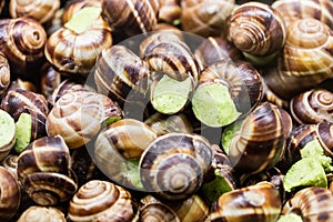 Prepared snails with garlic parsley butter for French specialty recipe