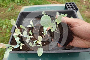 preparing curcubitaceae seedlings , planting cabbage in pots, to grow in the backyard garden. small cabbage seedling photo