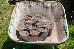 Preparing flowerpots with potting soil for plantation