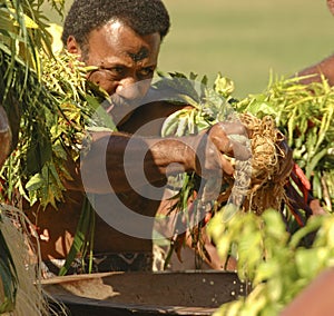 Preparing The Kava