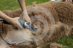 preparing the machine for shearing