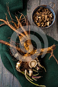 Preparing the medicinal root of elecampane