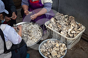 preparing mushrooms in China