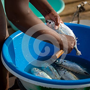 Preparing ocean fish, close-up