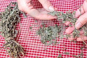 Preparing oregano