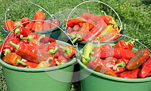 Preparing paprika for winter provisions