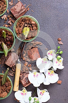 Preparing for planting an orchid. Garden tools on a grey background. Home gardening. Top view