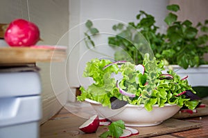 Preparing salad at home with radish, lettuce,red onion and basil leaves. Diet vegetarian, urban gardening food concept