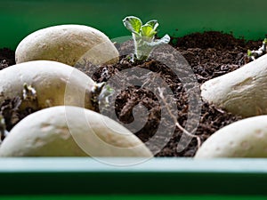 Preparing seed potatoes for planting; how to chitting potatoes photo