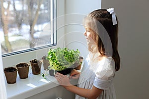 Preparing seedlings for planting in the ground