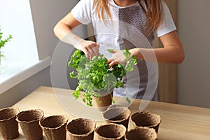 Preparing seedlings for planting in the ground