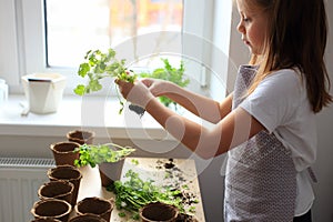 Preparing seedlings for planting in the ground