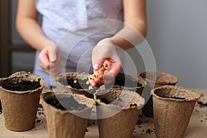 Preparing seedlings for planting in the ground.