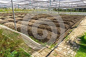 Preparing soil for plantation of the planting nursery under shading net in vegetables orgarnic farm