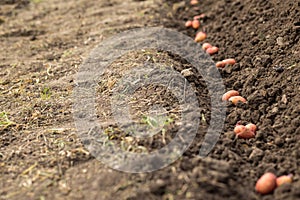 Preparing soil and potatoes for planting