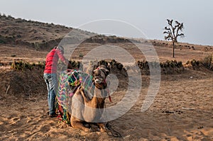 Preparing to ride a camel