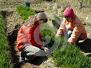 Preparing to sowing