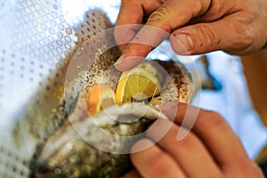 Preparing trouts with lemons, butter and fresh dill.