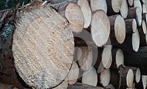 Chopped firewood logs. Preparing for the winter season.