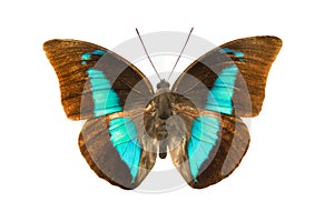 Prepona demophon extincta