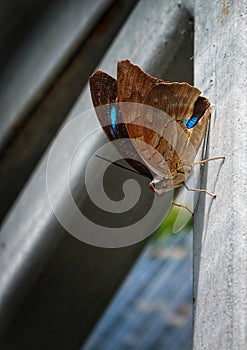 Prepona laertes or the Shaded-blue leafwing butterfly