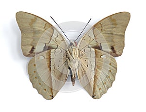 Prepona pheridamas (underside)
