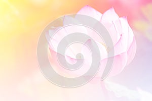 Prepopulated Pink lotus background image select focus photo