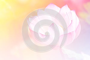 Prepopulated Pink lotus background image select focus