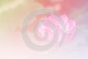 Prepopulated Pink lotus background image select focus photo