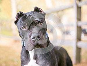 A Presa Canario dog with cropped ears photo