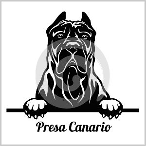 Presa Canario - Peeking Dogs - breed face head isolated on white