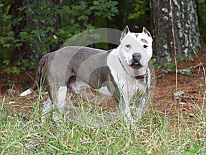 Presa Canario Pitbull mix dog with crppped ears photo