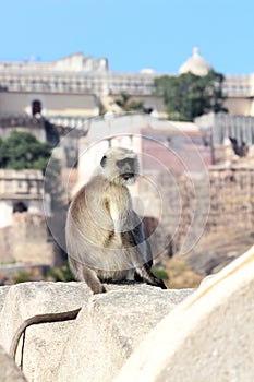 Presbytis monkey on fort wall - india