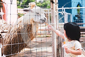 Preschool Asian children are feeding alpaca food in the zoo. The animals are trapped in an airy cage.