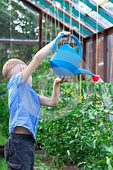 A preschool boy with a neat hairstyle in a blue shirt watering cucumber and tomato plants in a greenhouse