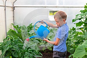 A preschool boy with a neat hairstyle in a blue shirt watering cucumber and tomato plants in a greenhouse. Selective focus