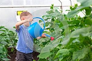 A preschool boy with a neat hairstyle in a blue shirt watering cucumber and tomato plants in a greenhouse