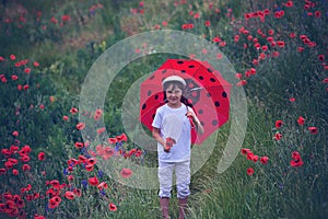 Preschool child in a poppy field with red ladybird umbrella, springtime