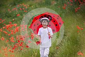 Preschool child in a poppy field with red ladybird umbrella, springtime