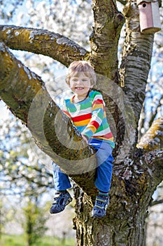 Preschool kid boy enjoying climbing on tree