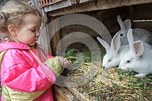 Preschooler blonde girl feeding farm domestic rabbits with fleawort leaf