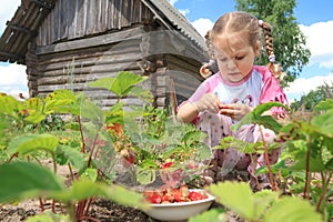 Preschooler blonde girl gathering home-grown