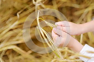 Preschooler boy holding ears of wheat. Close-up of child hands. Kid exploring nature