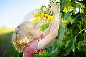 Preschooler boy walking in field of sunflowers. Child playing with big flower and having fun. Kid exploring nature. Activity for