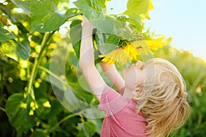 Preschooler boy walking in field of sunflowers. Child playing with big flower and having fun. Kid exploring nature. Activity for