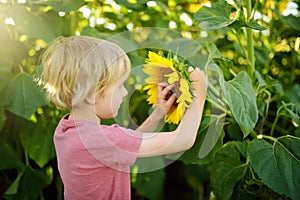 Preschooler boy walking in field of sunflowers. Child playing with big flower and having fun. Kid exploring nature. Baby having