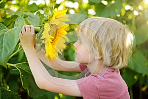 Preschooler boy walking in field of sunflowers. Child playing with big flower and having fun. Kid exploring nature. Baby having