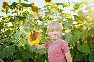 Preschooler boy walking in field of sunflowers. Child playing with big flower and having fun. Kid exploring nature. Baby having