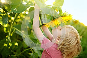 Preschooler boy walking in field of sunflowers. Child playing with big flower and having fun. Kid exploring nature. Baby having