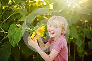 Preschooler boy walking in field of sunflowers. Child playing with big flower on sunset and having fun. Kid exploring nature.